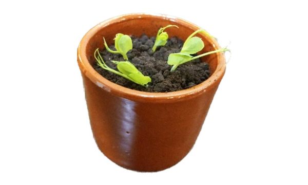 Maceta Trampantojo