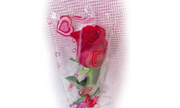 Rosa Roja - Ud