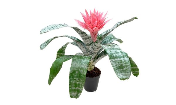 Aechmea