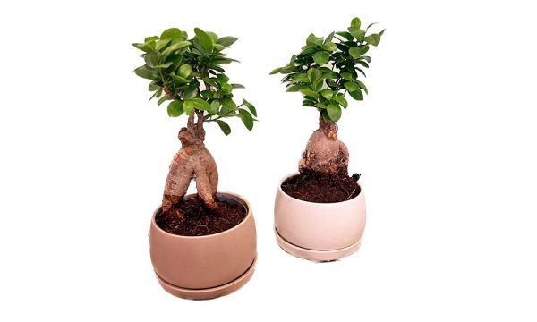 Bonsái Ficus Gingsen
