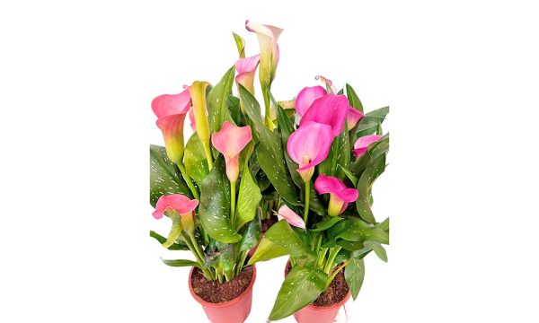 Planta de Kala