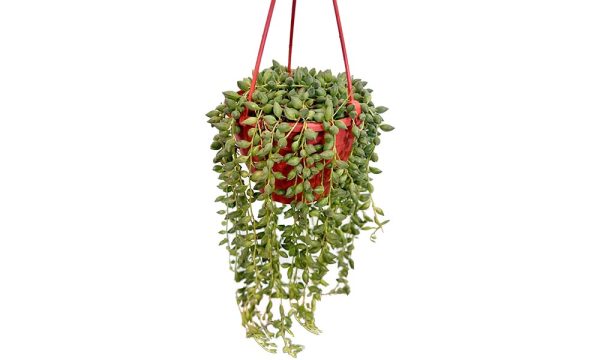 Senecio