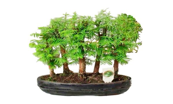 Bonsái en bosque con base de cerámica