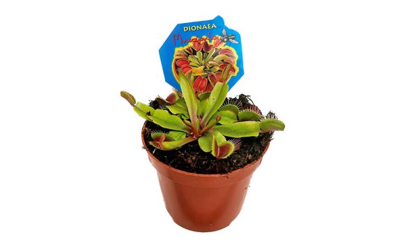 Planta carnívora