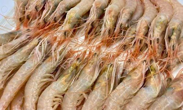 Gamba Blanca a la Plancha