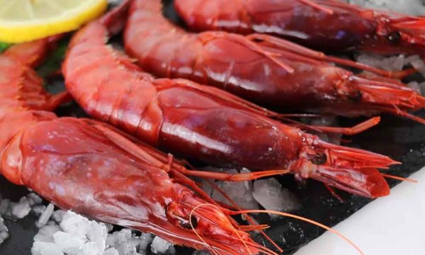 Gamba Roja a la Plancha